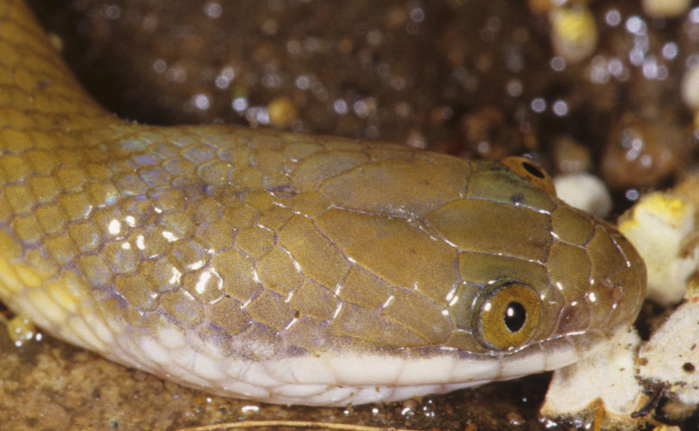  p>铅色水蛇(学名: i>enhydris plumbea /i>)为游蛇科水蛇属的爬行