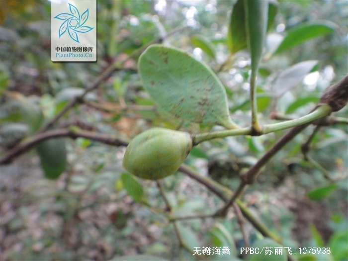  p>无瓣海桑(学名: i>sonneratia apetala /i>  buch.-ham. a>.