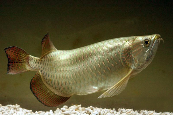  p>澳洲硬仆骨舌鱼(学名: i>scleropages jardinii /i>):又名 a>乔氏