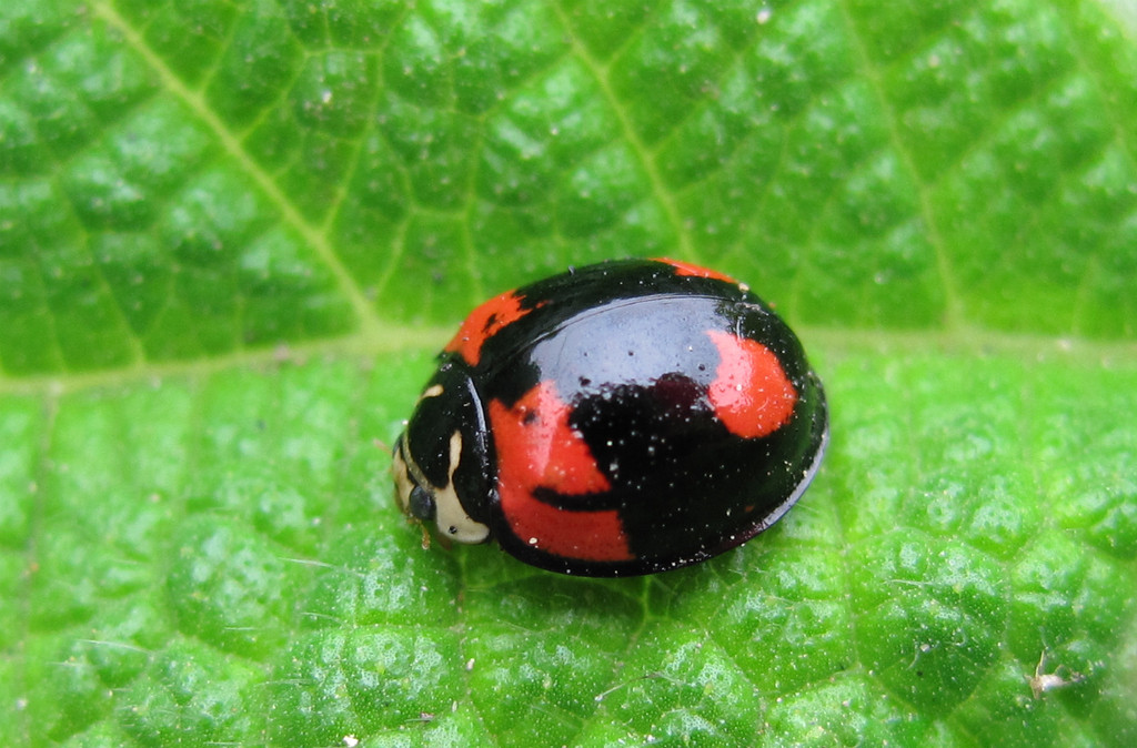  p>七星瓢虫(学名: i>coccinella septempunctata /i>)是瓢虫科,瓢虫