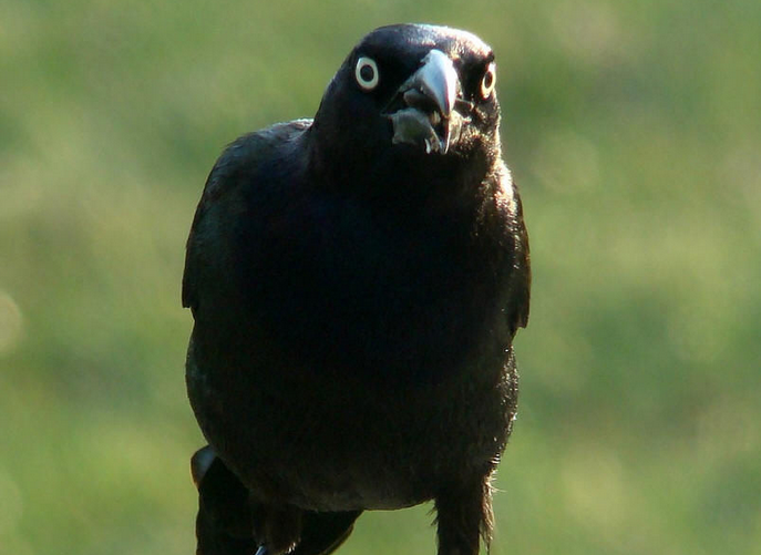  p> a>黑拟八哥是拟鹂科 /a>的一种鸟类,分布于中美洲等地域. /p>