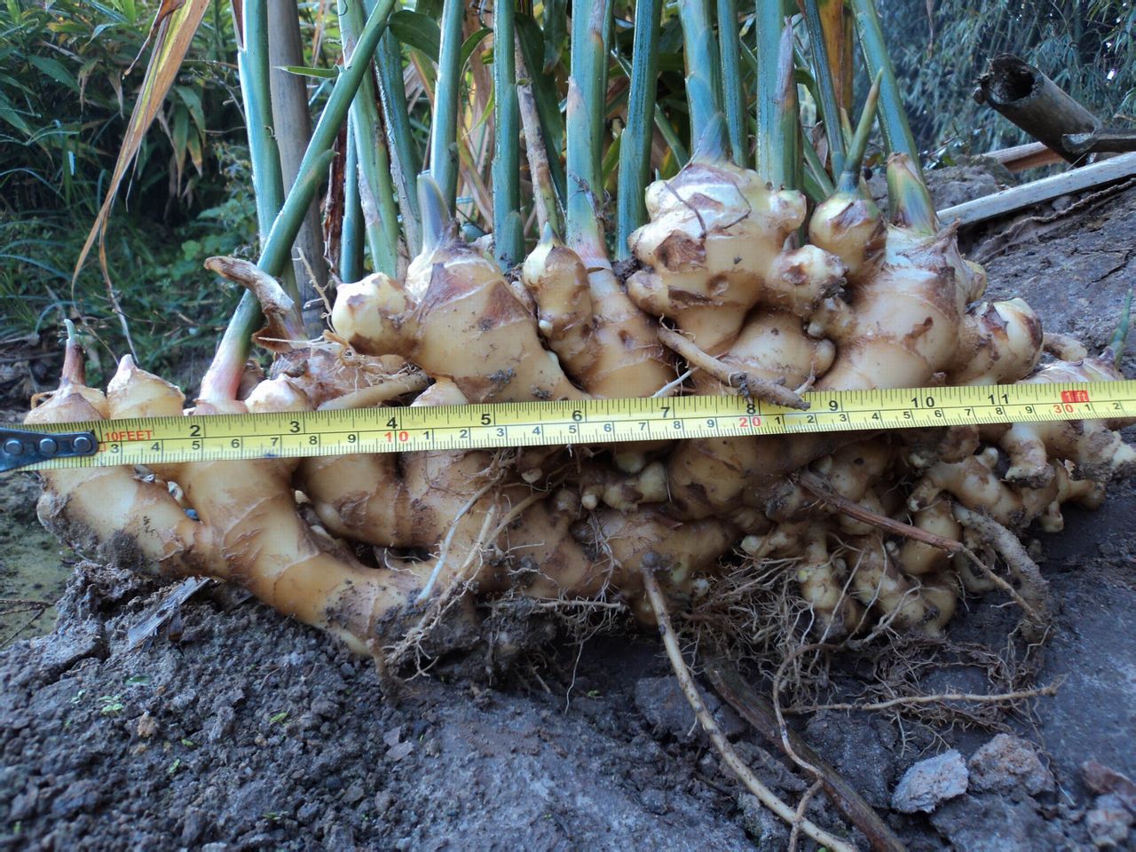 药用姜的加工技术