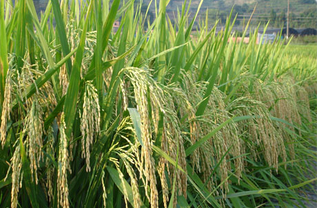 href="/item/水稻/21285" data-lemmaid="21285">水稻 /a>品种,审定