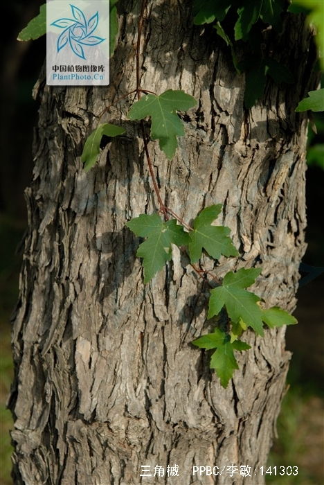  p>三角槭,别名: a target="_blank" href="/item/三角枫/3060892"