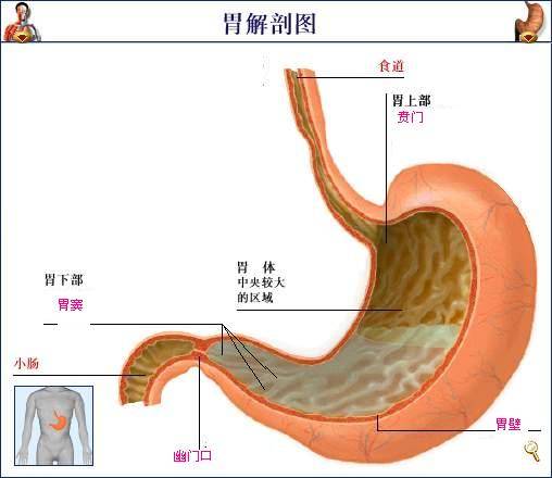 胃窦_百度百科