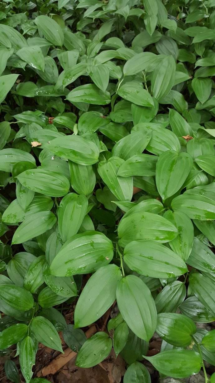  p>散斑竹根七(学名: i>disporopsis aspera  /i>(hua) engl.