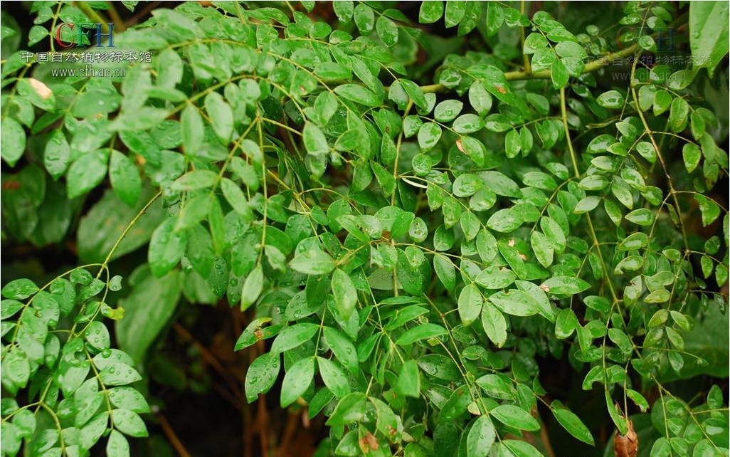  p data-id="tbnapvxzhaos">刺果苏木是豆科小凤花属有刺藤本.