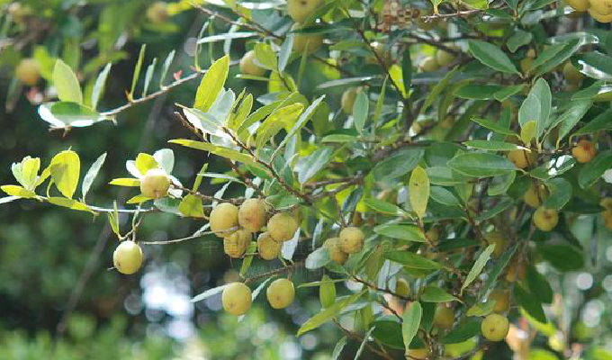 是 a href="#" data-lemmaid="8600719">山榄科 /a>下的一个属,为 a