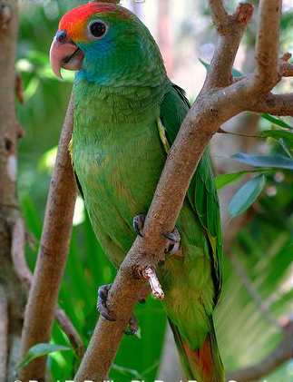  p>红眉亚马逊鹦鹉(学名:amazona rhodocorytha)是典型的 a target="