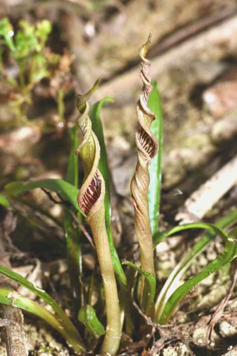  p>隐棒花( a href="#" data-lemmaid="8074290">学名 /a>: i>