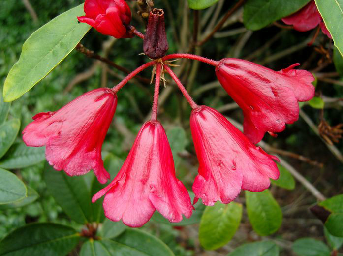  p>华丽杜鹃(学名: i>rhododendron eudoxum /i> balf. f.