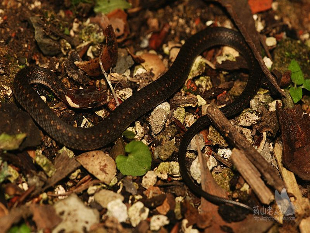 锈链腹链蛇