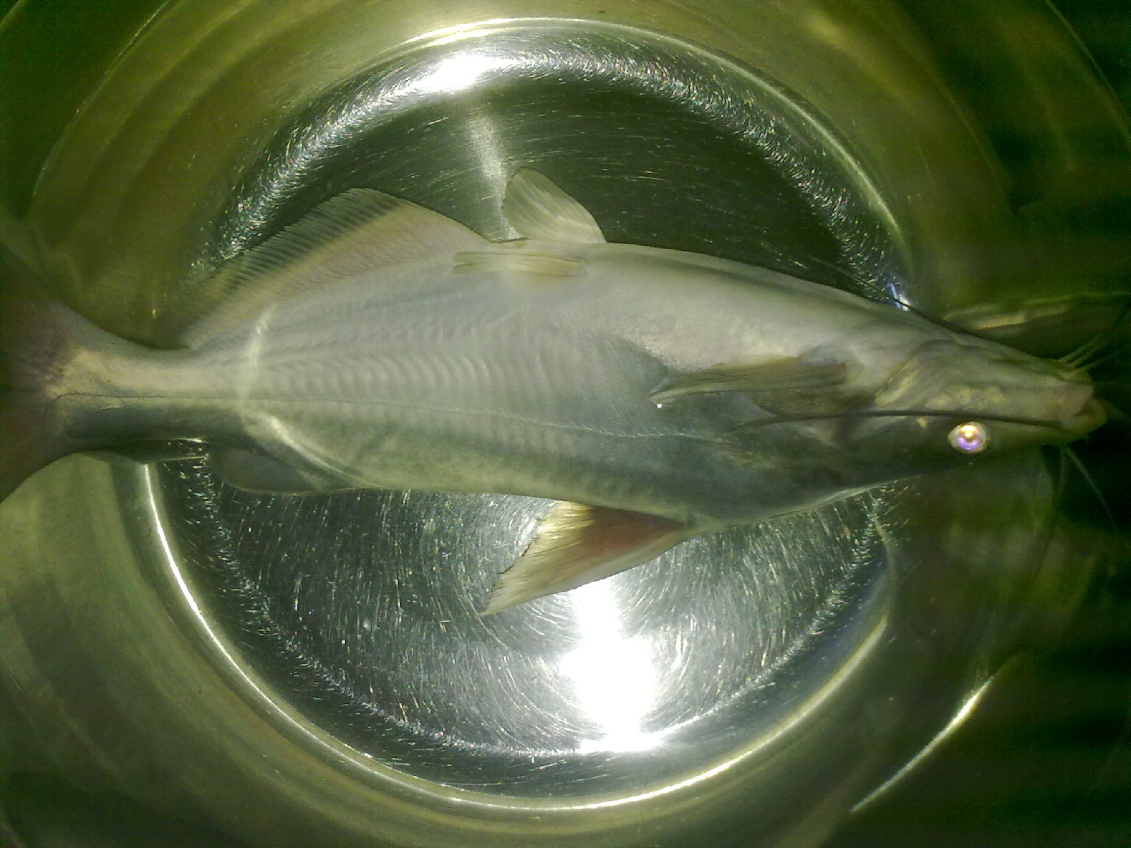 为健游的中下层鱼类,栖於江河水库中,是动物性的杂食鱼类,主食水生