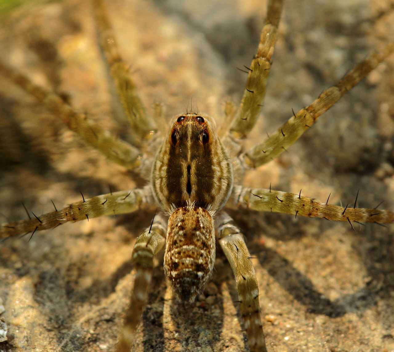  p data-id="gnaqfzlf7c">蜘蛛名, i>pardosa pseudoannulata /i> (b