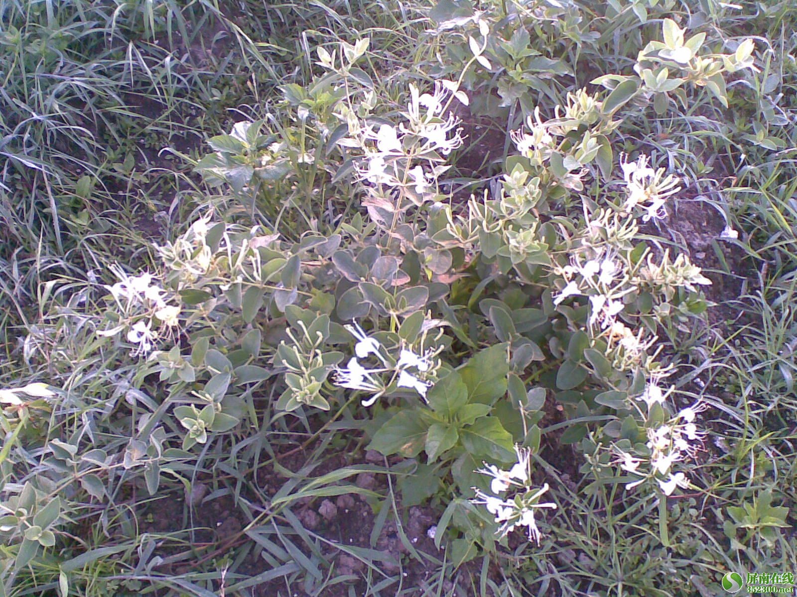 金银花