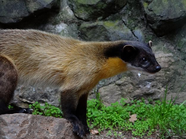  p>黄喉貂(学名: i>martes flavigula /i>):共有10个 a target="