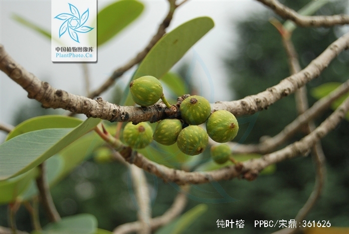  p>钝叶榕(学名: i>ficus curtipes  /i>corne