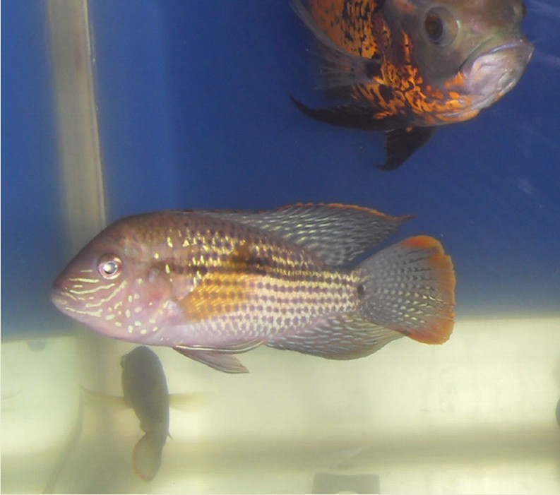 ="gnywrbhrjs"> a target="_blank" href="/item/红尾皇冠鱼/7024132"