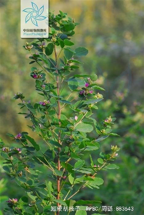 白花短梗胡枝子