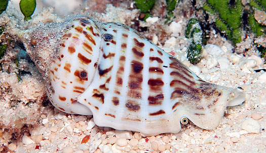  p>驼背凤凰螺(学名: i>gibberulus gibberulus gibbosus /i>):成贝长