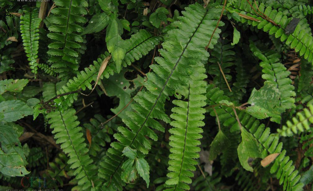  p>倒挂铁角蕨(学名:asplenium normale don)为铁角蕨属下的一个植物