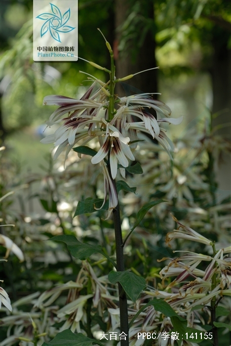  p>大百合(拉丁学名: i>cardiocrinum giganteum /i>(wall.