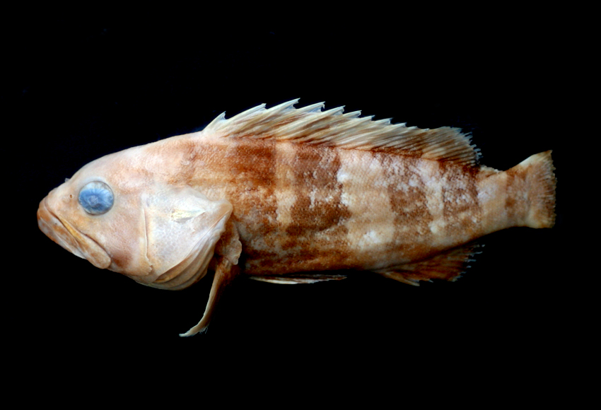  p>青石斑鱼,(学名: i>epinephelus awoara /i>)是石斑鱼科,石斑鱼属