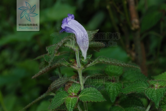 strobilanthes torrentium