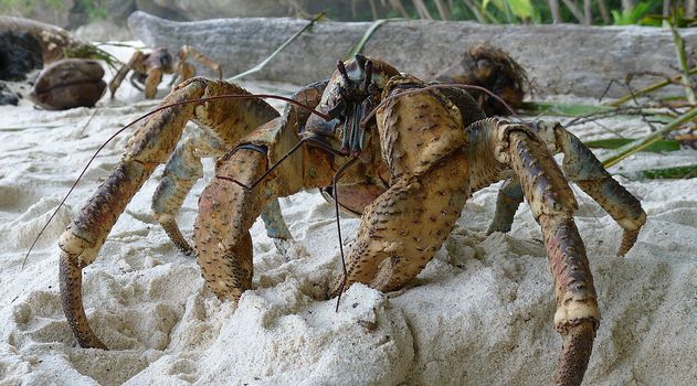 coconut crab