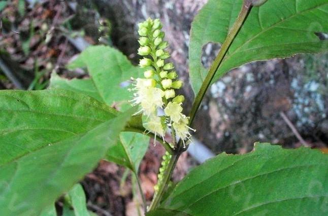  p>中华香简草是唇形科国香简草属中的物种之一,草本.