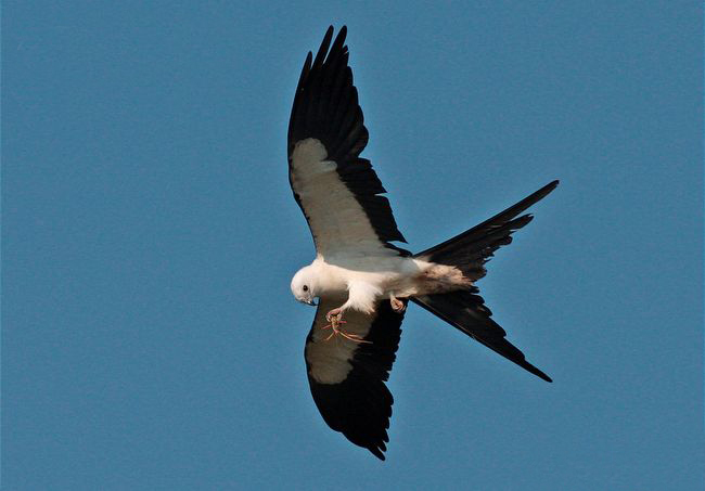  p>燕尾鸢(学名: i>elanoides forficatus /i>)为鹰科的 a href="#"