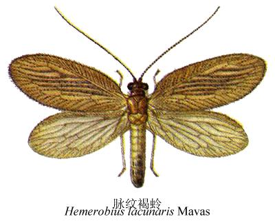 hemerobius lacunaris mayas