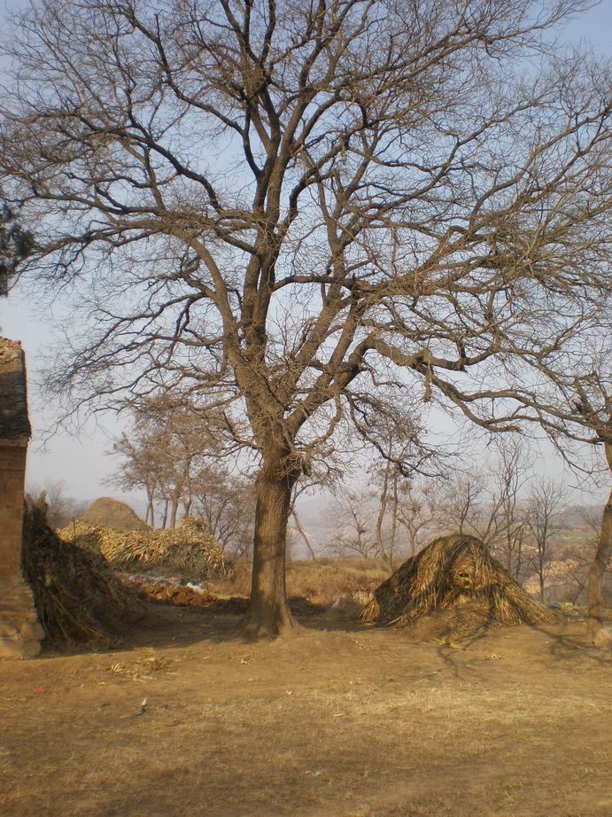 别名: a href="#">槐树 /a>, a href="#">槐蕊 /a>, a href="#">豆