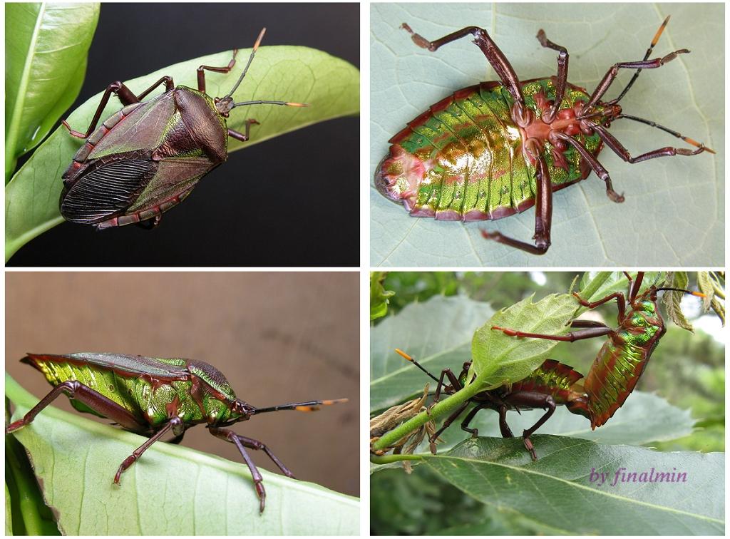  a href="#" data-lemmaid="2651598">蝽科 /a>(pentatomidae)