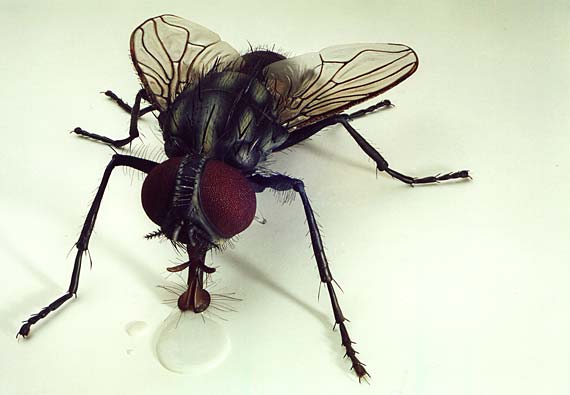 data-lemmaid="3411657">完全变态 /a>的昆虫,它的生活史可分为卵, a