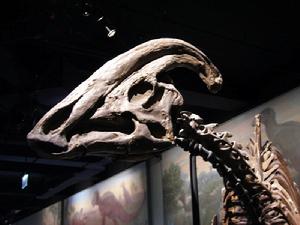  p>副栉龙(属名: i>parasaurolophus /i>),又名