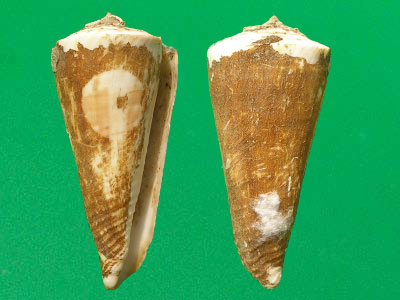 kioconus tribblei tribblei