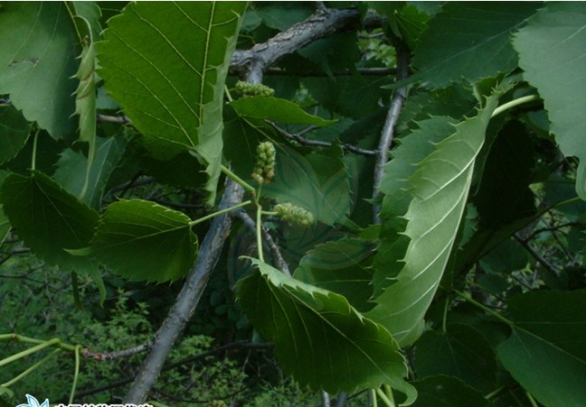  p>蒙桑(学名: i>morus mongolica /i> (bur.) schneid.