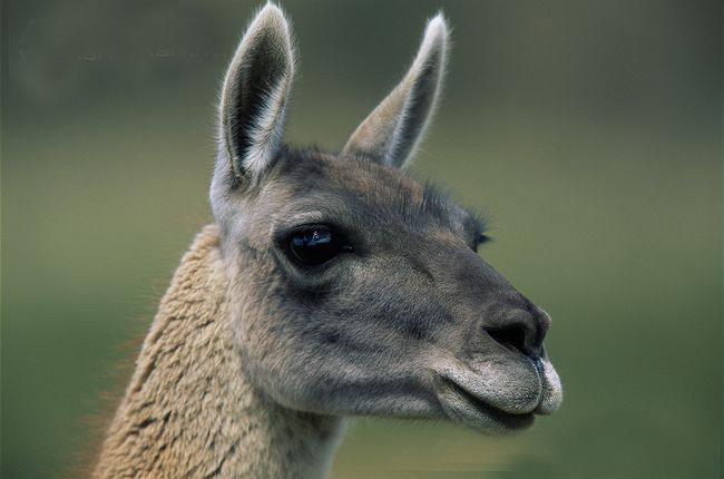lama guanicoe
