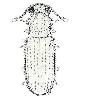  p>鳞毛粉蠹(学名:minthea rugicollis)属于鞘翅目粉蠹科,由f.