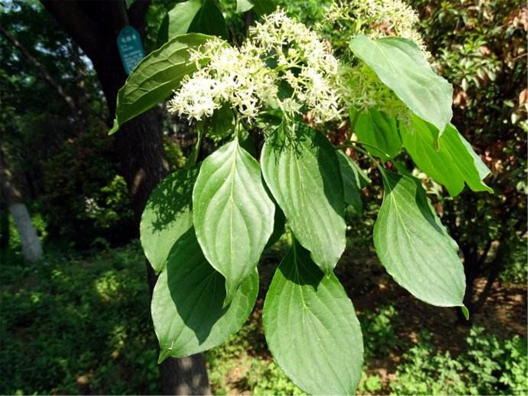 sojak)是山茱萸科,梾木属落叶 a data-lemmaid="33239">乔木 /a>,高