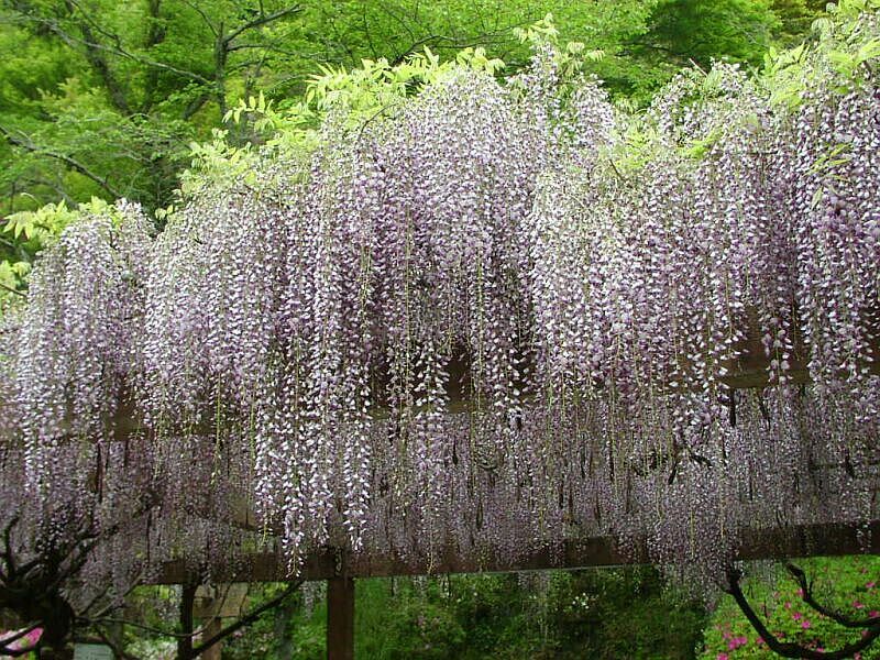  p>藤萝(学名: i>wisteria villosa /i>  rehder):又名 a href="#"