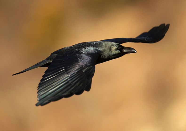  p>大嘴乌鸦青藏亚种(学名: i>corvus macrorhynchos tibetosinensis 