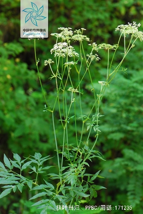  p>狭叶当归,中药名.