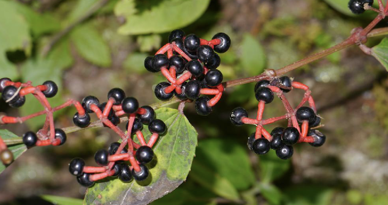  p>青紫葛(学名: i>cissus javana  /i>dc.