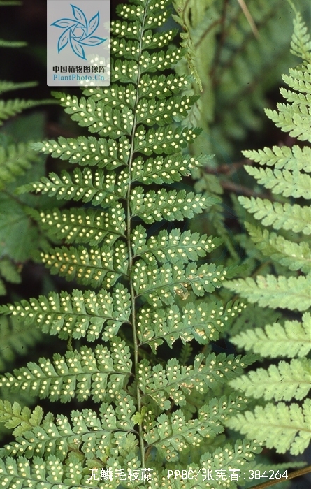 leptorumohra sinomiqueliana (ching) tagawa