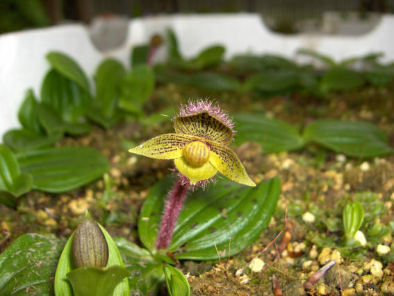  p>小花杓兰(学名: i>cypripedium micranthum /i>  frarch.