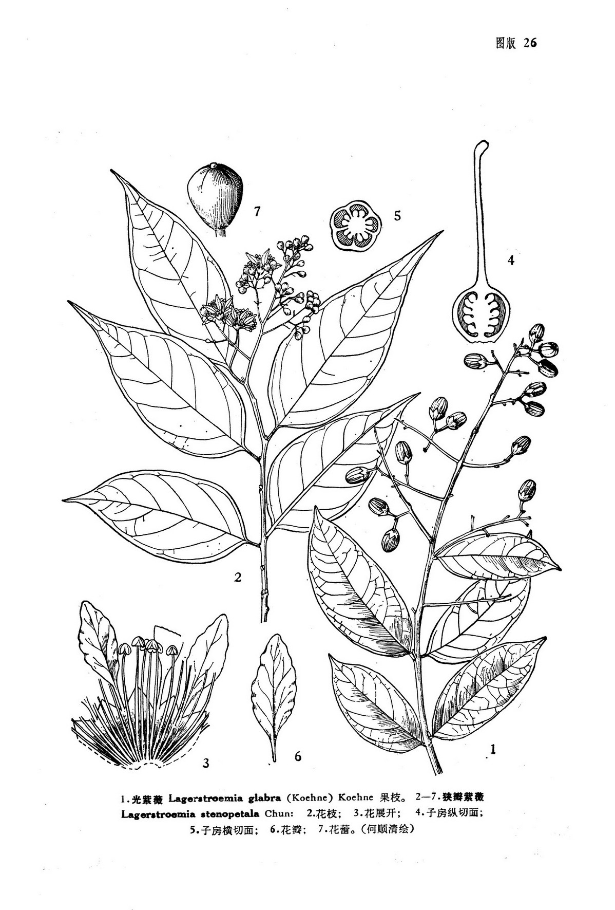 lagerstroemia glabra (koehne) koehne