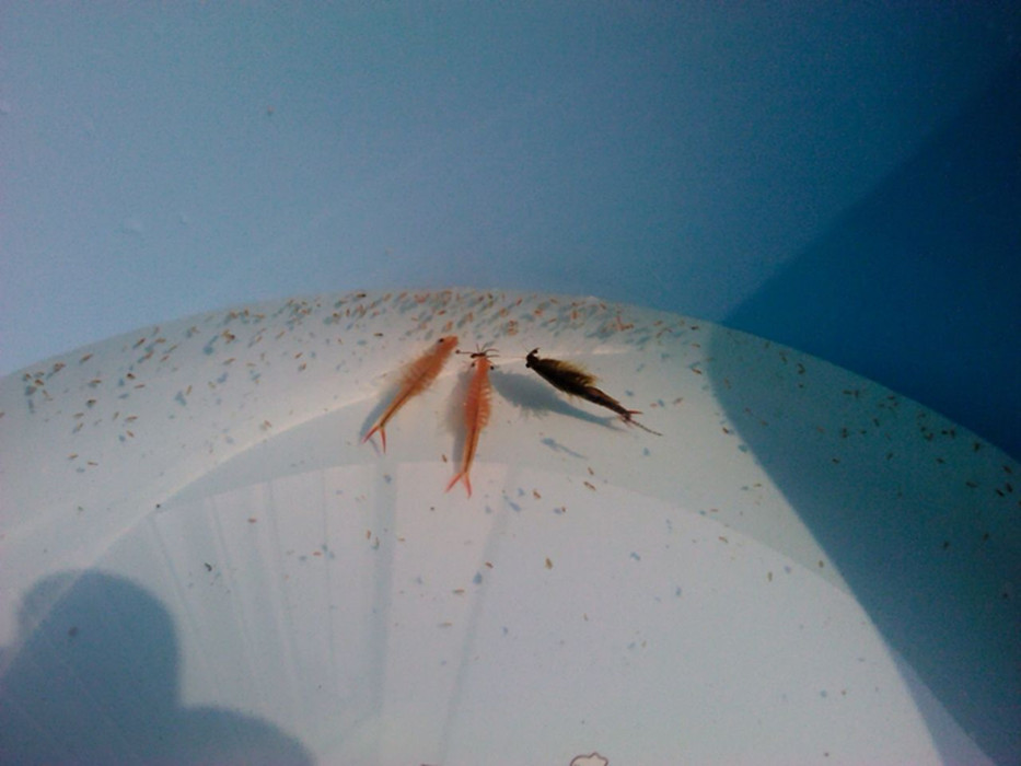 脱壳丰年虾卵 全网资源