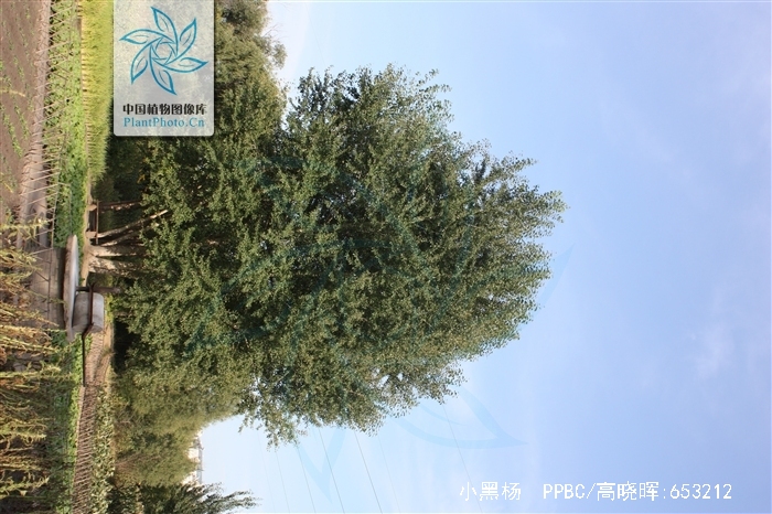 s. hwang et liang)是杨柳科杨属植物,为乔木,高20米.